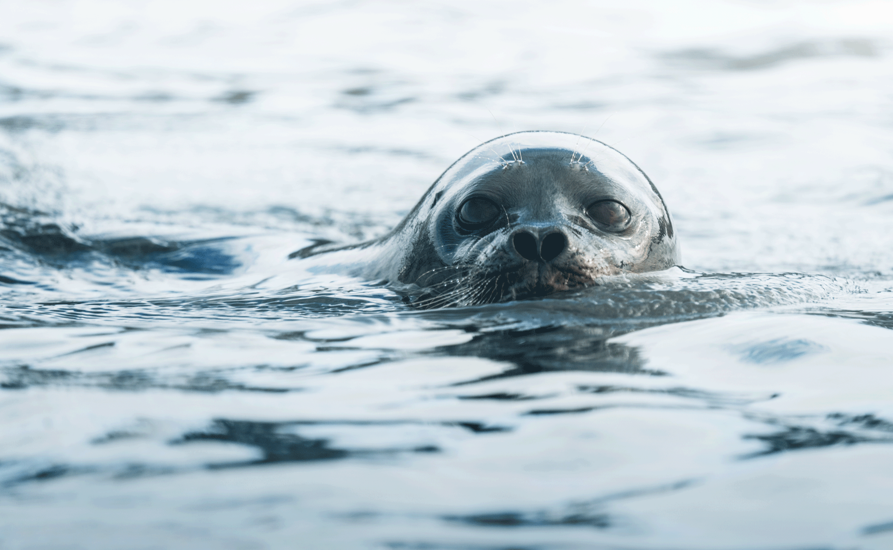 Ringed seal eye focus photo by Giancarlo Gallinoro Secret Atlas