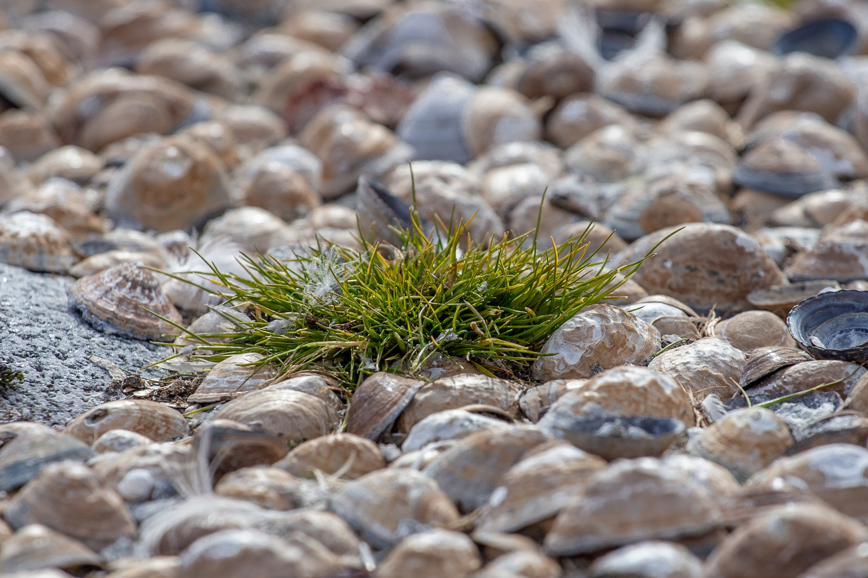 The Plants of Antarctica: What's Growing on Antarctica?