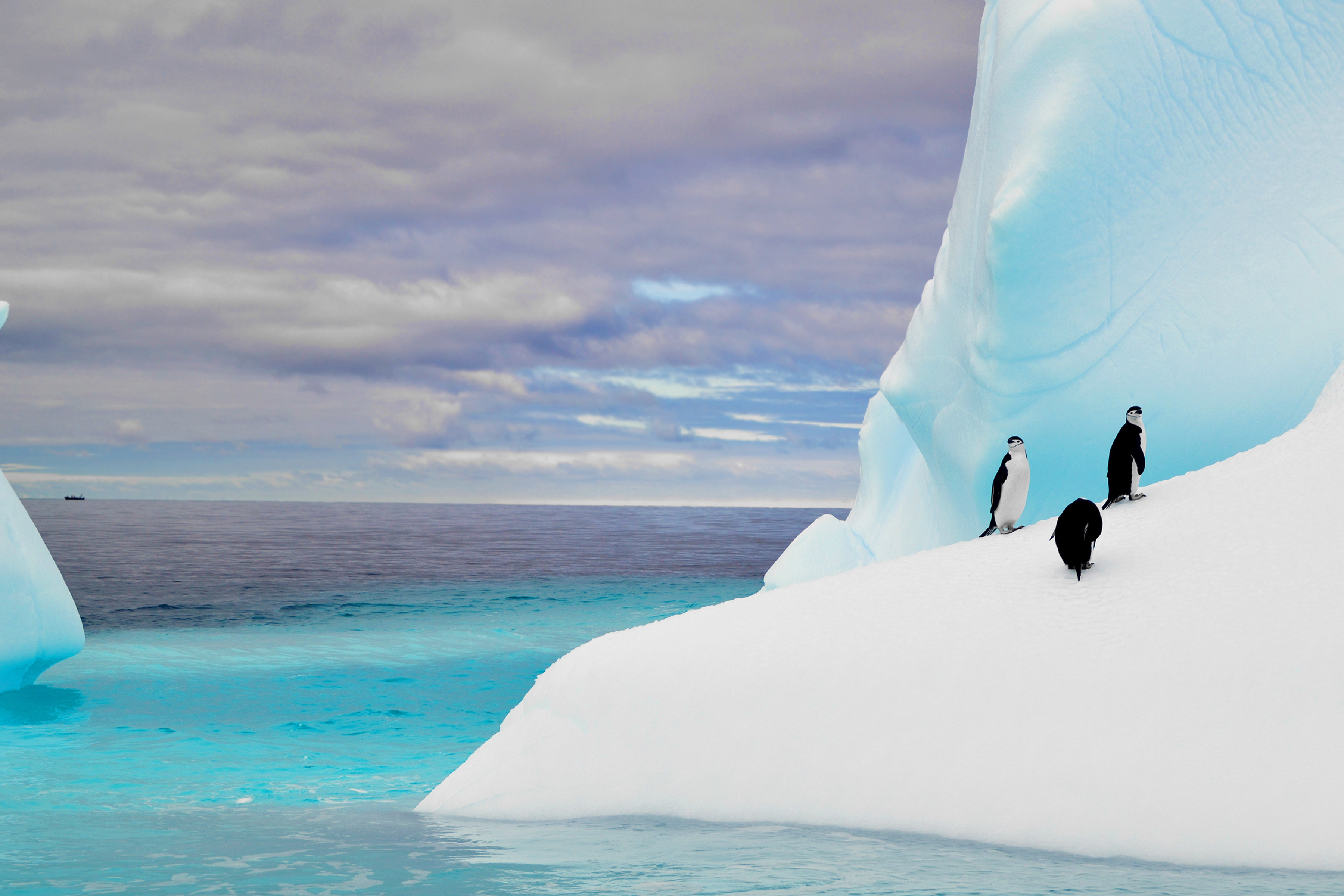 Adelie Penguins on iceberg Antarctica Shutterstock Secret Atlas