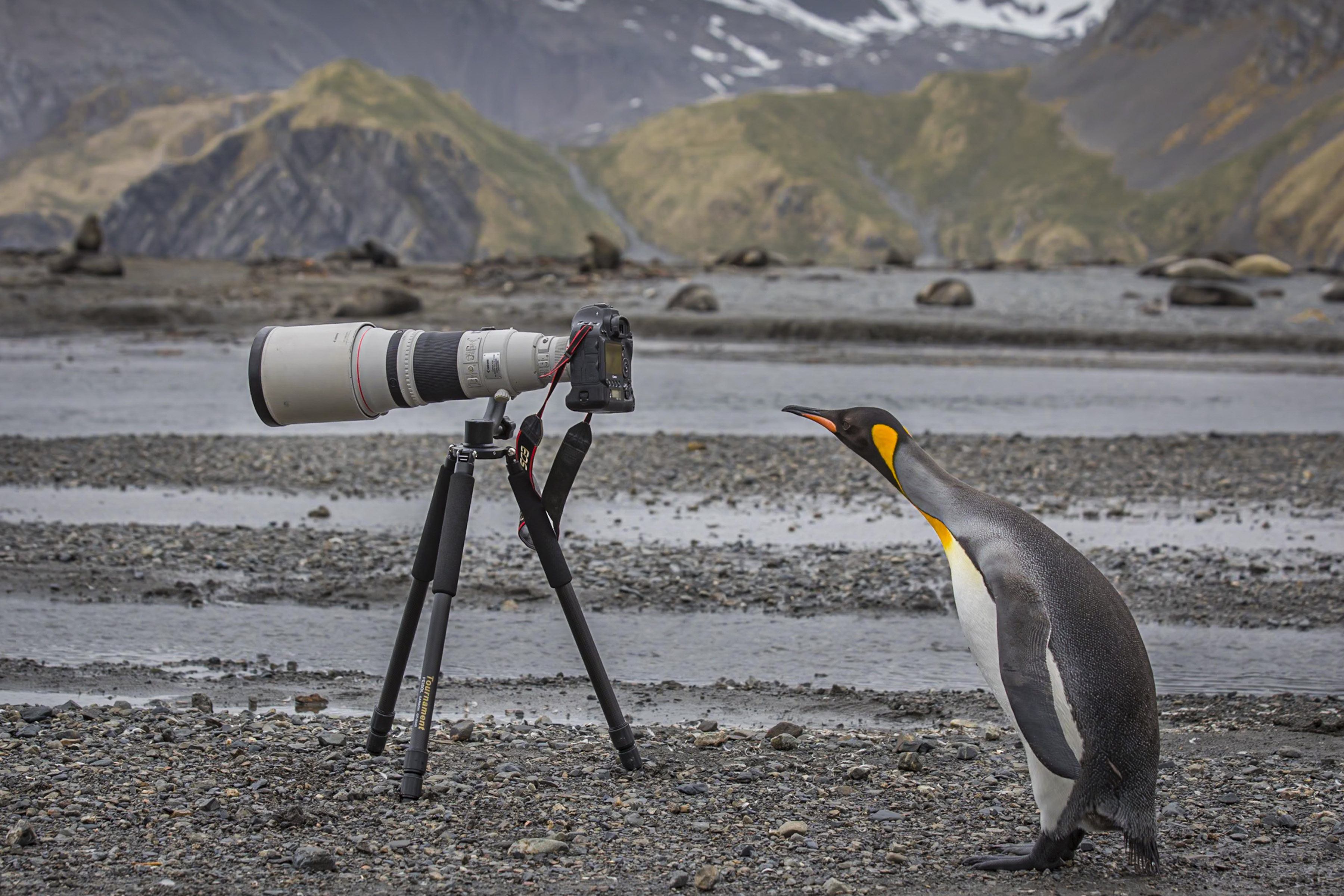 King penguin inpecting camera Paul Goldstein Secret Atlas