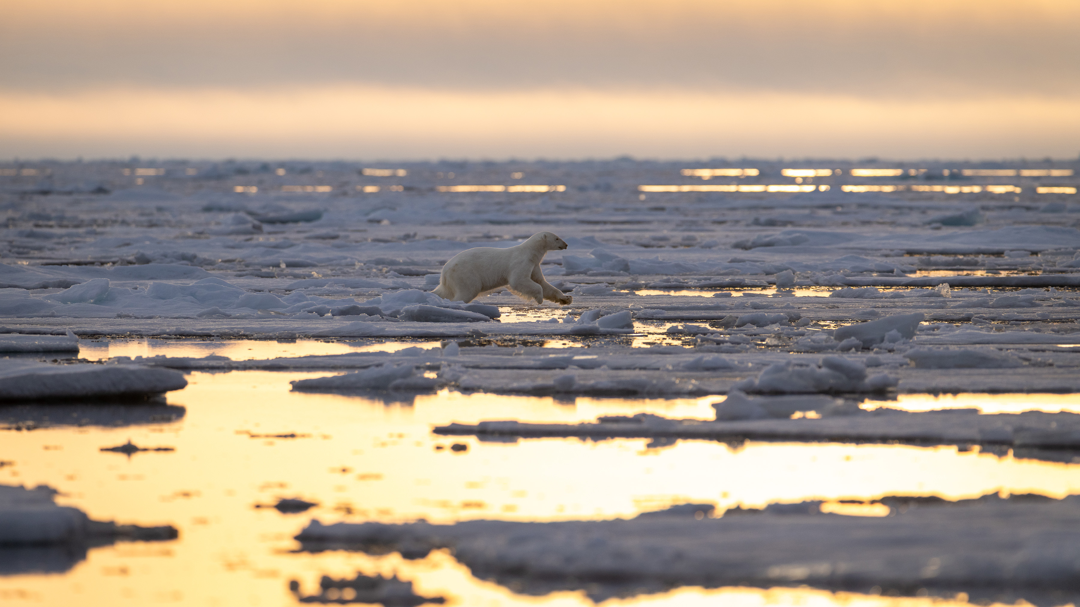 Polar bear jumping Piet van den Bemd Pack ice SecretAtlas