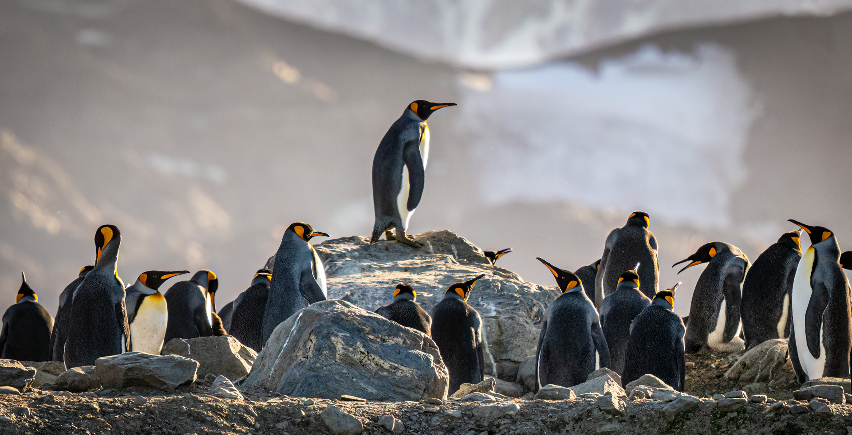 penguins south georgia