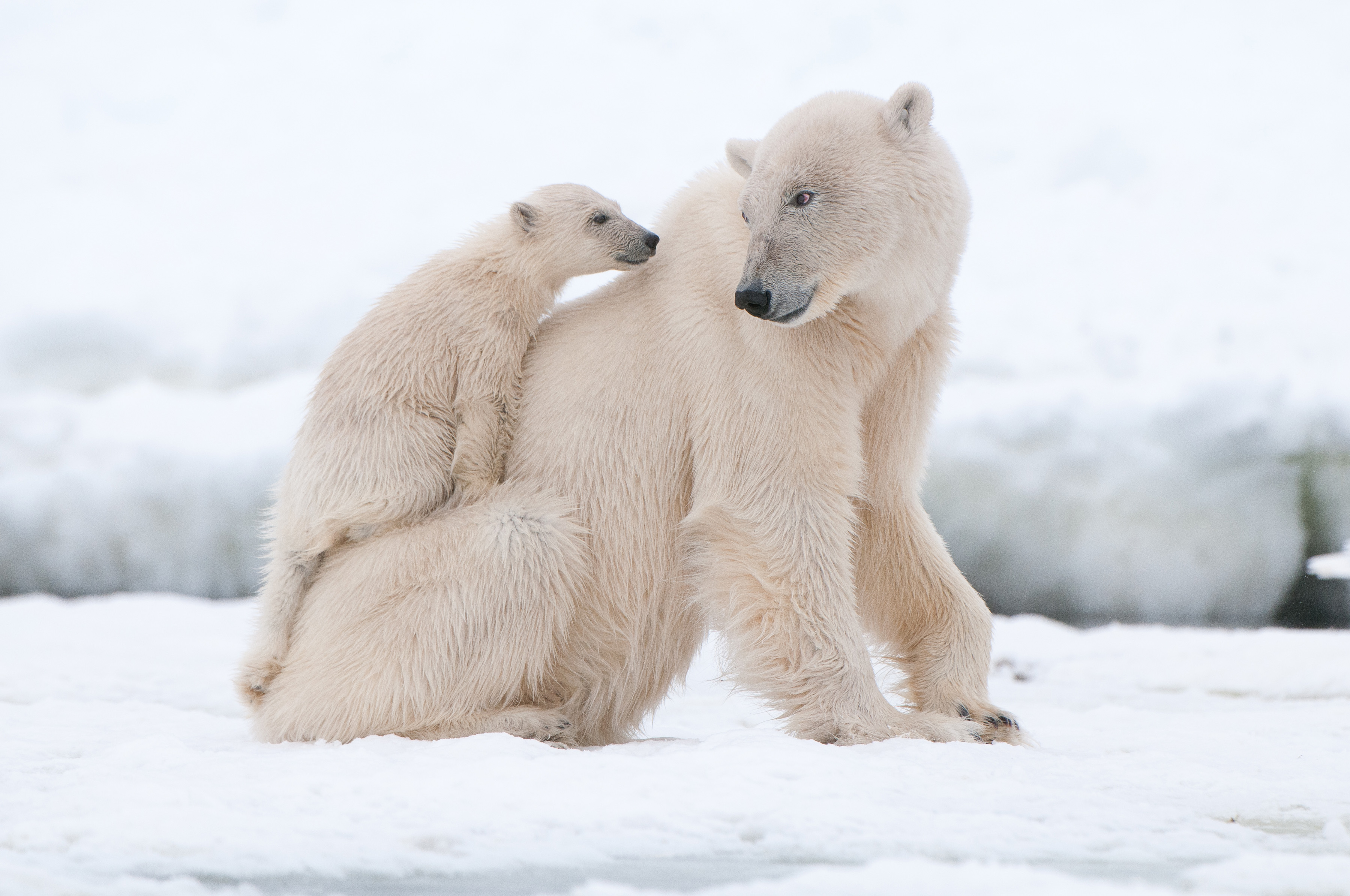 polar bear svalbard shutterstock