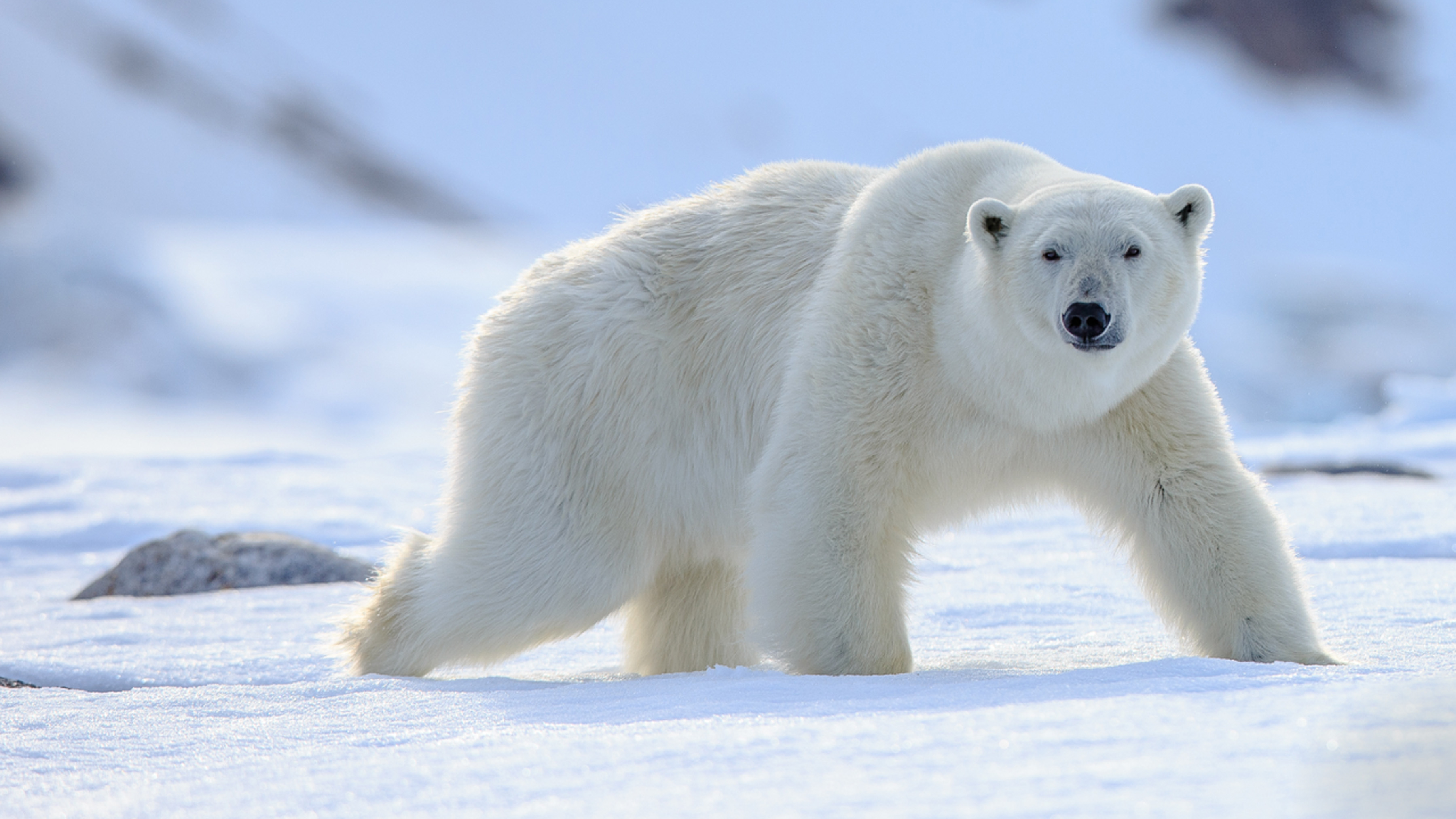 polar bear disney close up