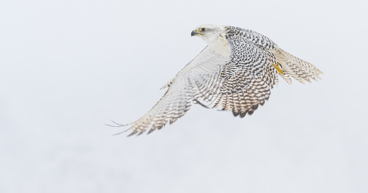 What Birds of Prey Have the Longest Migration: Epic Journeys Revealed
