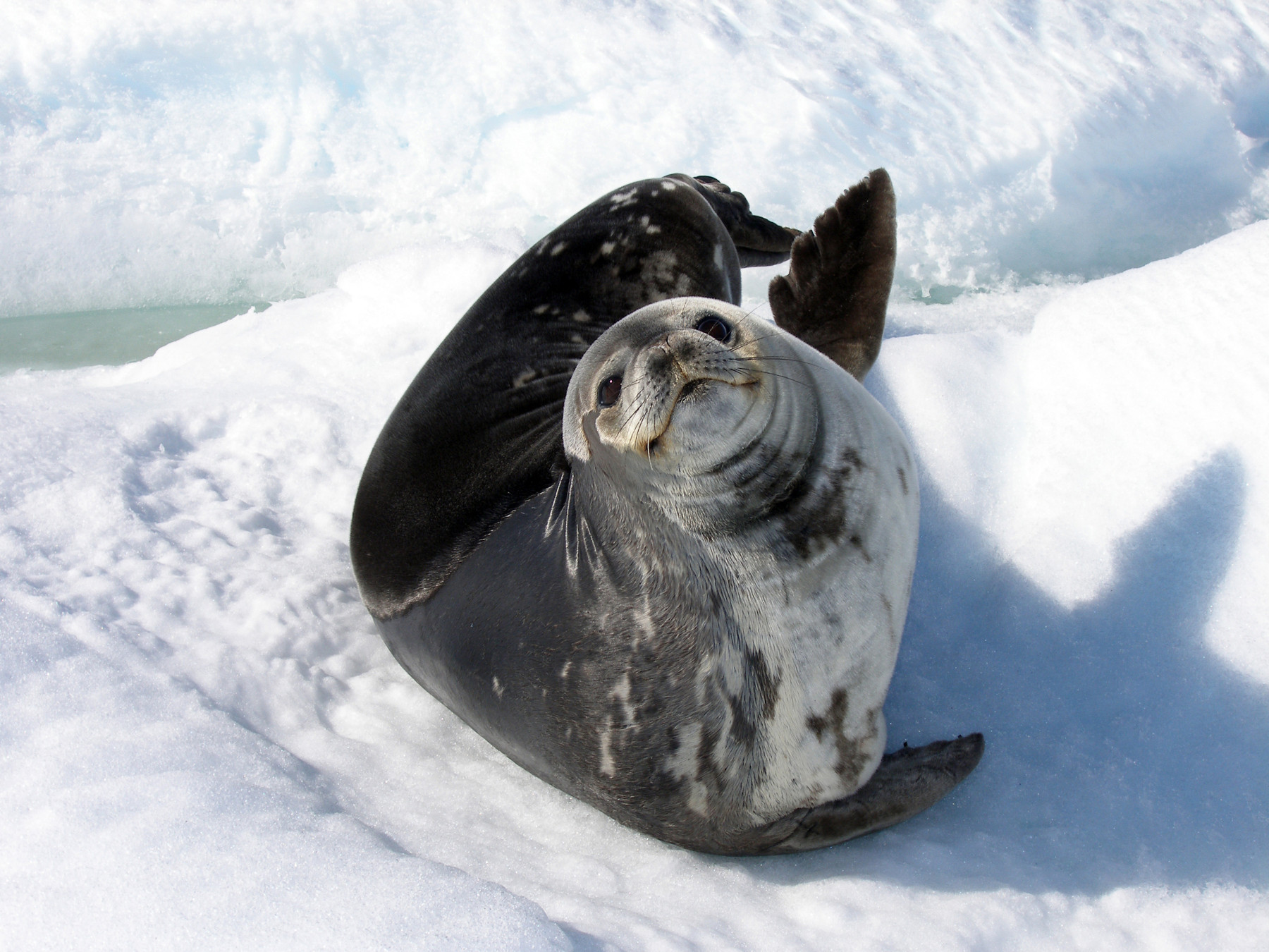 Weddell Seal Meet Antarctica s Southernmost Mammal weddell-seal-meet-antarctica-s-southernmost-mammal