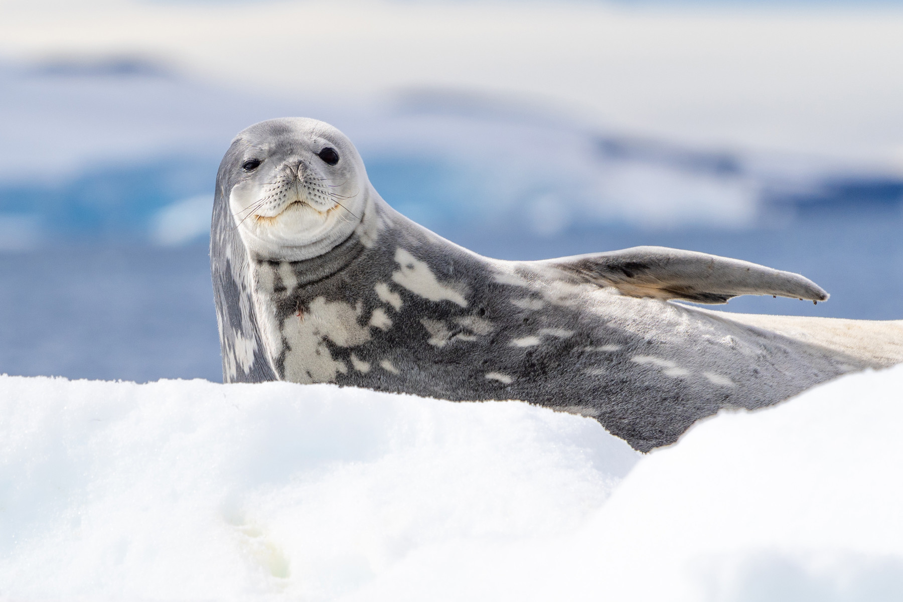 Weddell Seal Meet Antarctica s Southernmost Mammal weddell-seal-meet-antarctica-s-southernmost-mammal
