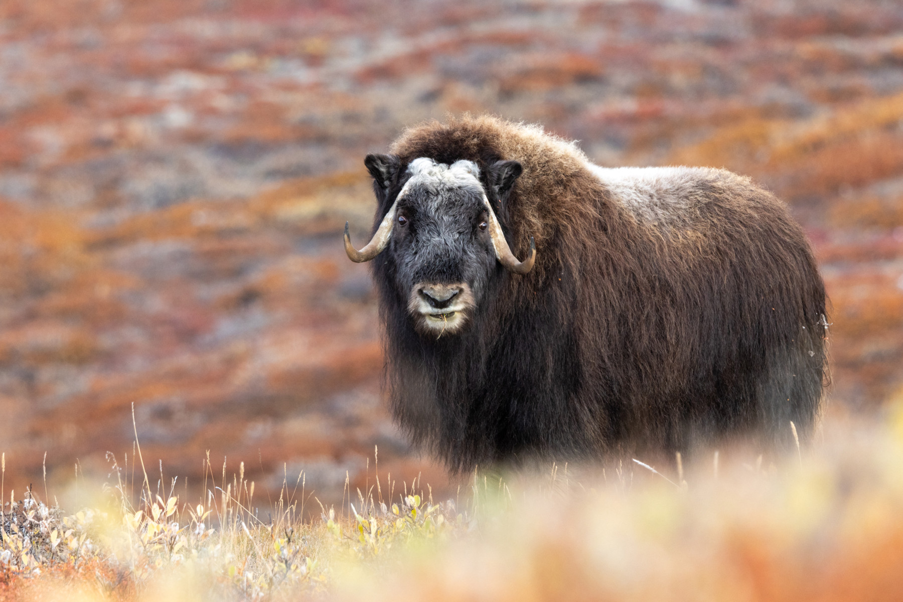 Animals Of Greenland The Ultimate Guide To Greenland s Wildlife animals-of-greenland-the-ultimate-guide-to-greenland-s-wildlife