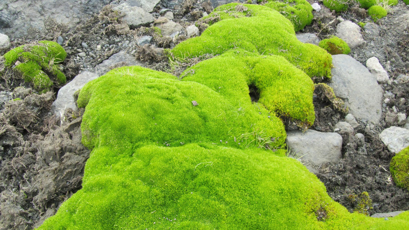 The Plants Of Antarctica What s Growing On Antarctica the-plants-of-antarctica-what-s-growing-on-antarctica
