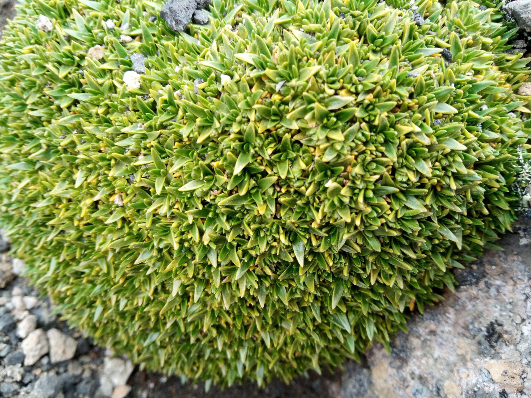 The Plants Of Antarctica What s Growing On Antarctica the-plants-of-antarctica-what-s-growing-on-antarctica