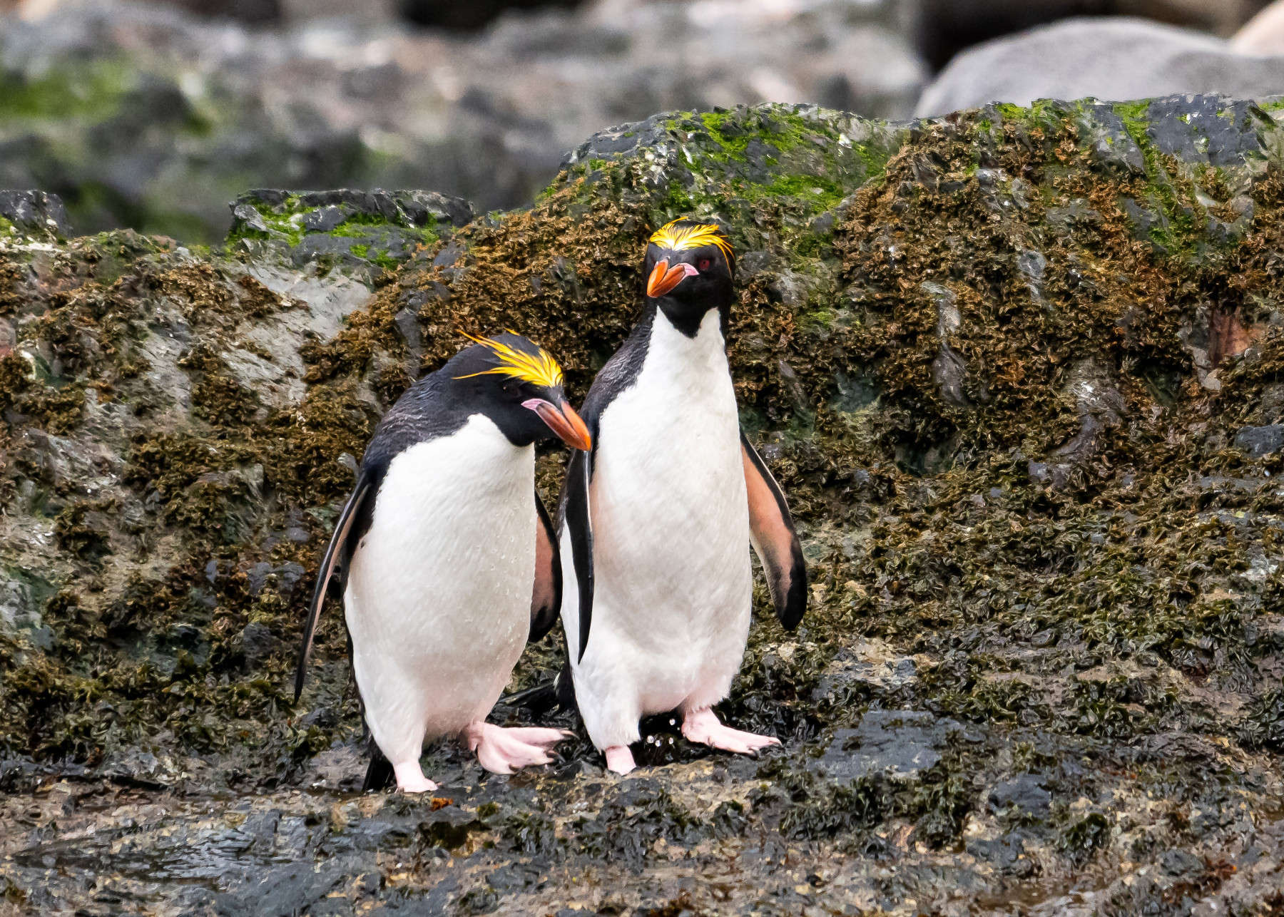 Macaroni Penguin Couple macaroni-penguin-couple