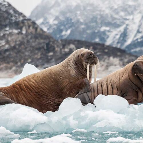 Walrus on iceberg in Svalbard