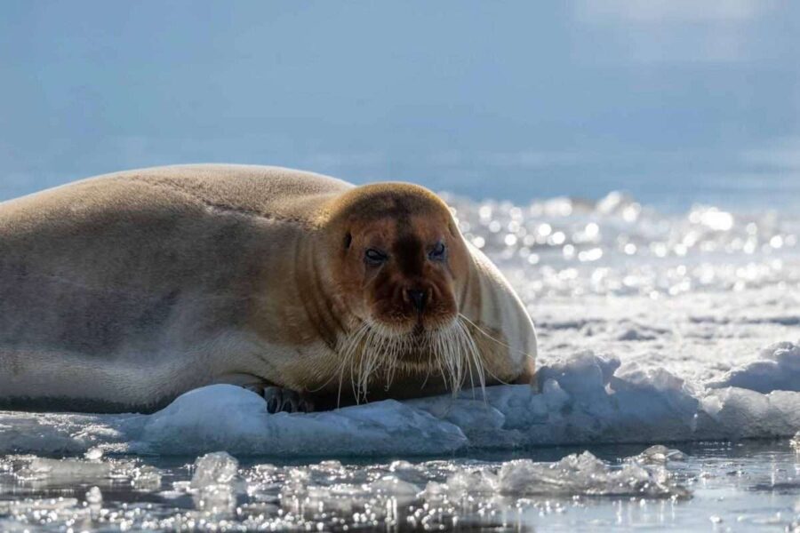 Bearded Seal Svalbard Florian Ledoux on a Svalbard photography tour