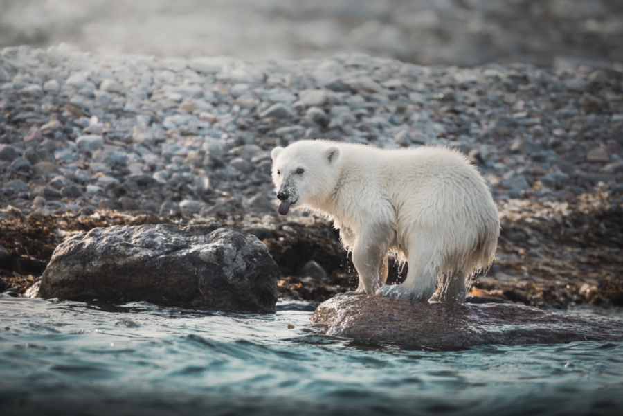 Juvenile polar bear in Svalbard by Chase Teron