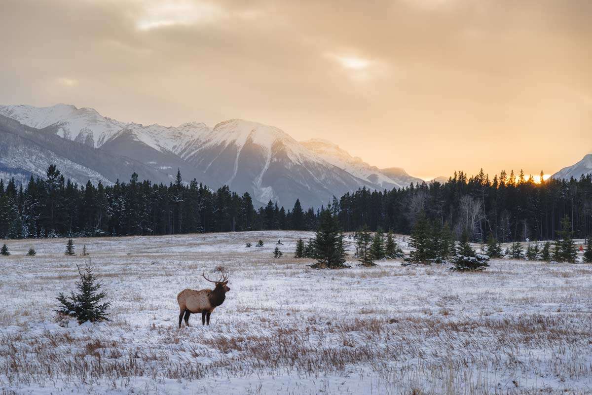 Wildlife Photography -Banff