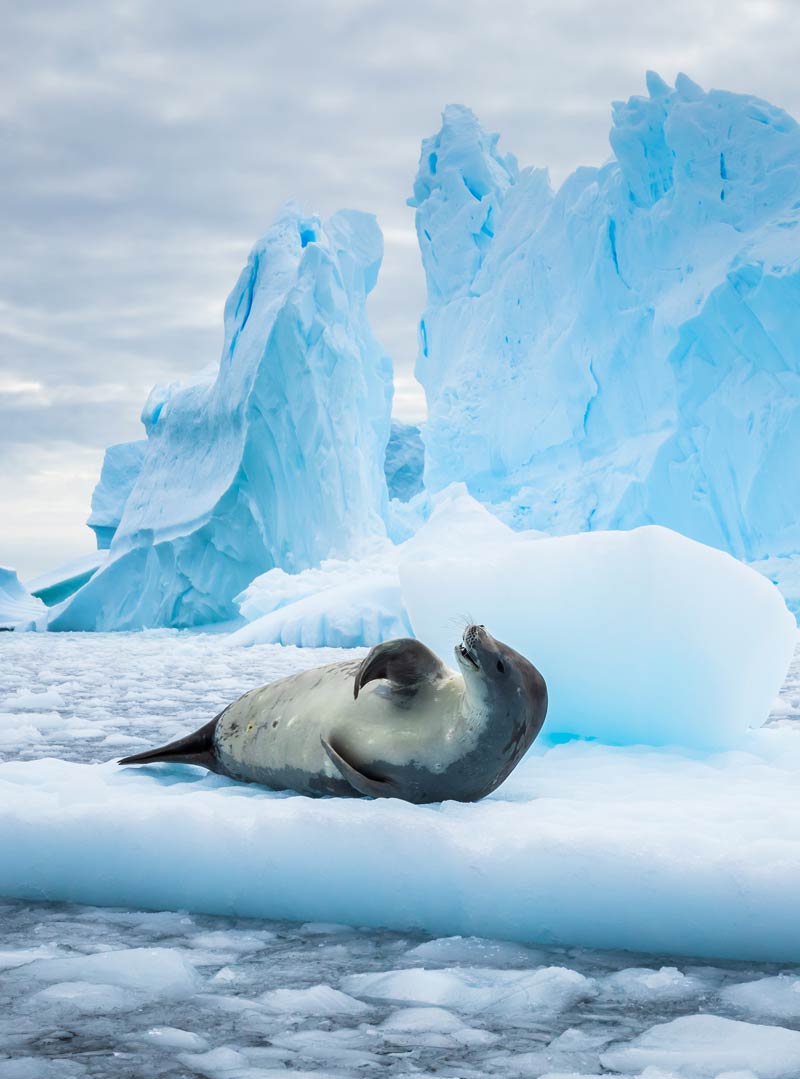 seal in antarctica