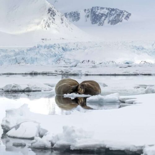 Walrus on iceberg in Svalbard by Florian Ledoux