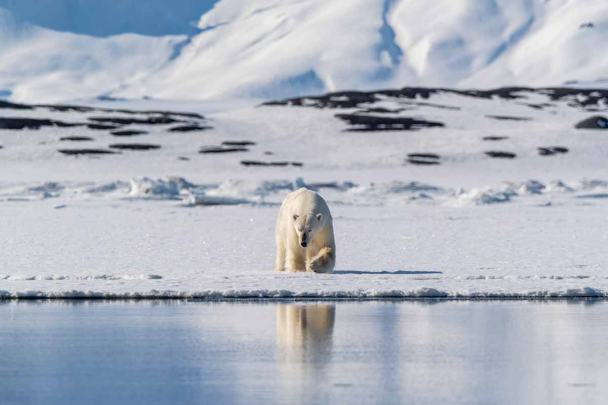 Polar Bear in Svalbard Florian Ledoux on a Svalbard photography tour