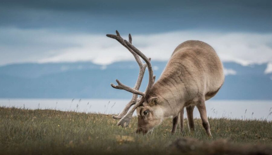 Reindeer in Svalbard by Chase Teron