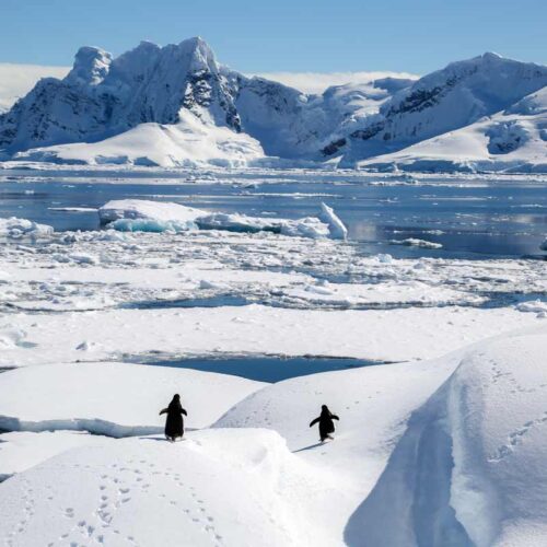 Penguins Antarctic Peninsula