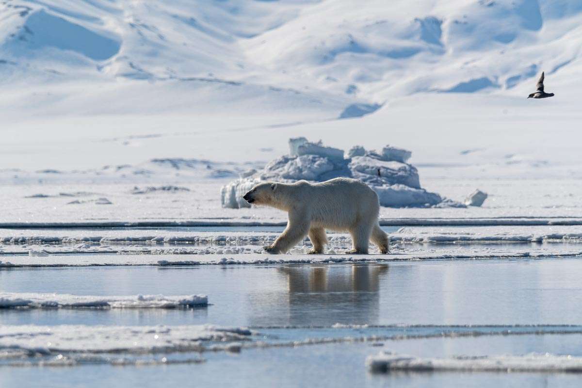 Polar Bear in Svalbard Photo Tour Florian Ledoux Sustainable Travel