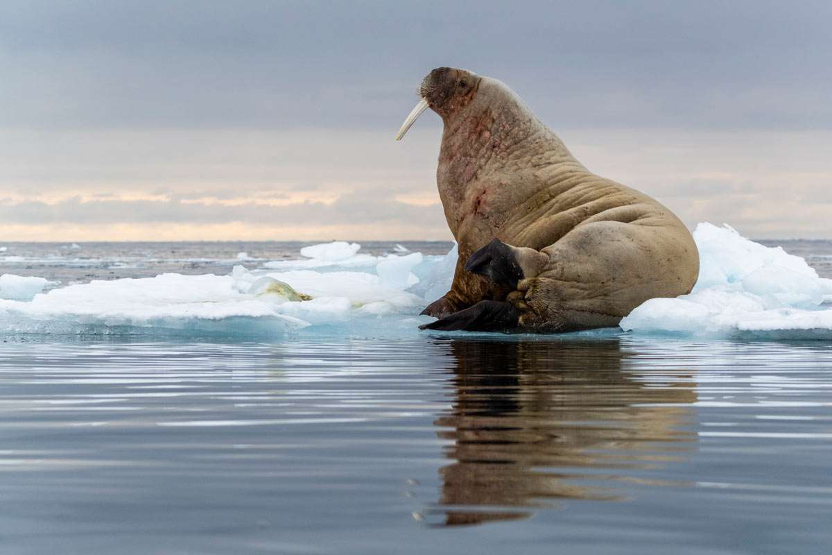 Walrus on an ice floe Florian Ledoux