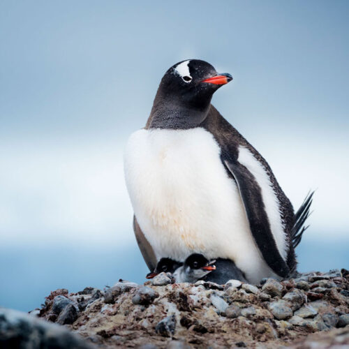 Gentoo Penguin Antarctica Ruslan Eliseev