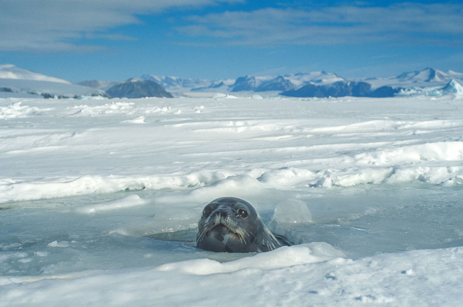 Ross Seal Antarctica