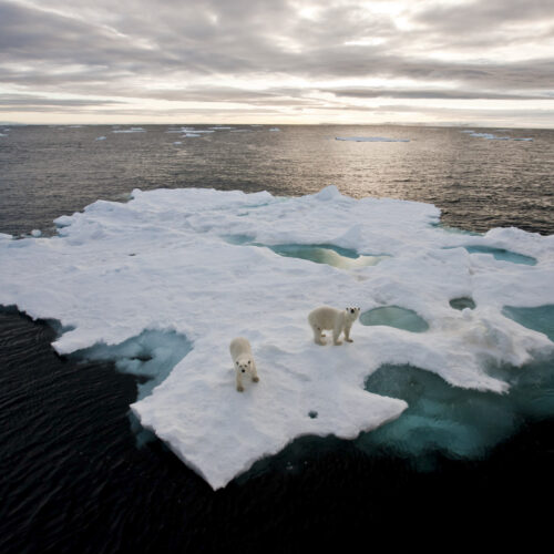 Polar bears on iceberg by Paul Goldstein